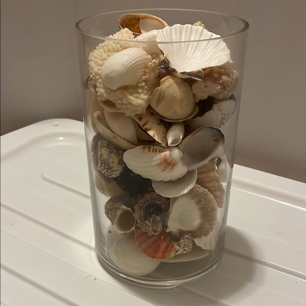Coastal Shell Collection in Glass Vase